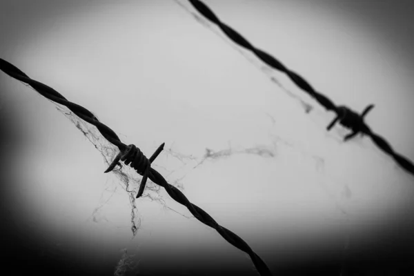 Close Barbed Wire Sky — 스톡 사진