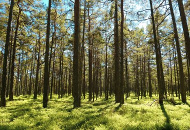 Yaz boyunca ormandaki ağaçlar 