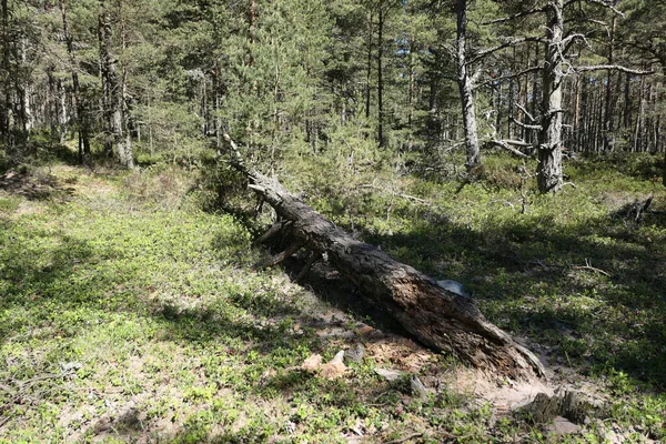 stock image Fallen tree in the forest during summer 