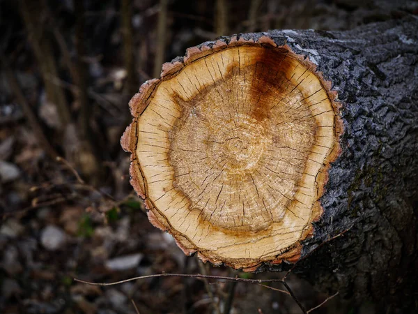 Закрыть Свалку Деревьев Поле — стоковое фото