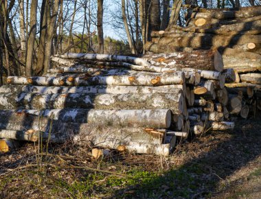 Ormanda bir odun yığını