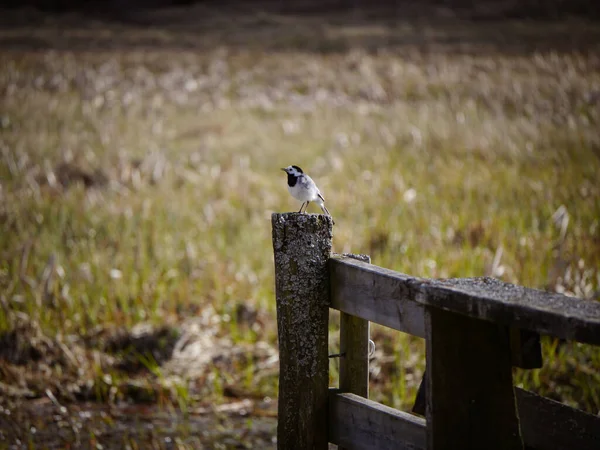 Close Bird Perching Wooden Post — Stok fotoğraf