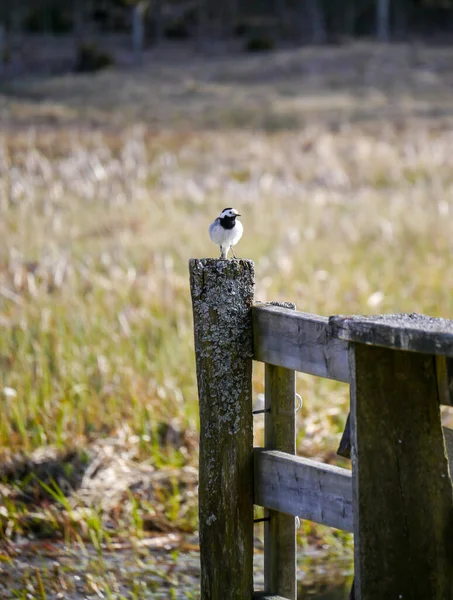Close Bird Perching Wooden Post — Zdjęcie stockowe
