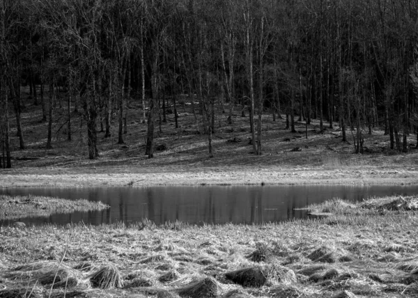 森林旁边田里池塘的景观 — 图库照片