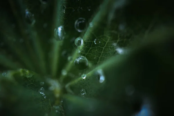 Close Water Drops Leaf — Stok Foto