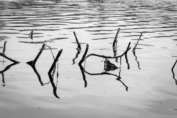 Baumzweige Wasser Schwarz Weiß — Stockfoto