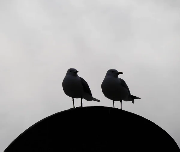 Dois Pássaros Empoleirados Pedra Contra Céu — Fotografia de Stock
