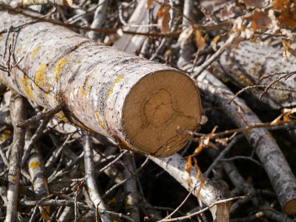 一棵倒下的树躺在森林里 — 图库照片