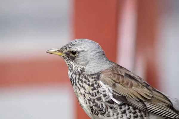 Close Bird Perching Outdoors — Stok fotoğraf