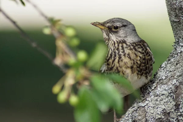 Primo Piano Dell Appollaiamento Degli Uccelli Sul Tronco Albero — Foto Stock