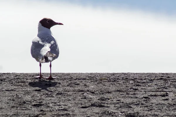 Gökyüzüne Karşı Tüneyen Kuşun Yakın Çekimi — Stok fotoğraf