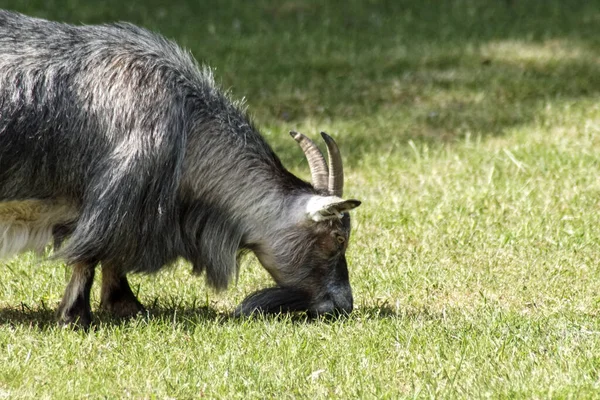 Koza Stojąca Polu Pokrytym Trawą — Zdjęcie stockowe