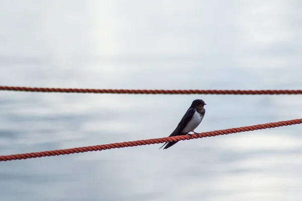 Низкий Угол Обзора Птицы Сидящей Веревке Против Воды — стоковое фото