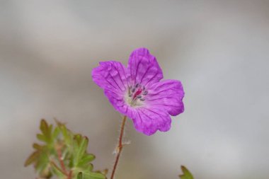 Bulanık arkaplanda bir çiçeği kapat 