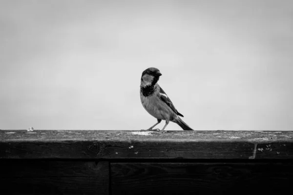 Маленька Пташка Схилилася Над Дерев Яним Парканом — стокове фото