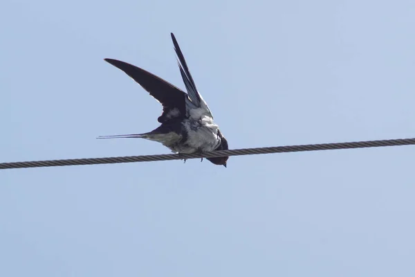 Visão Baixo Ângulo Pássaro Empoleirado Cabo Contra Céu Claro — Fotografia de Stock
