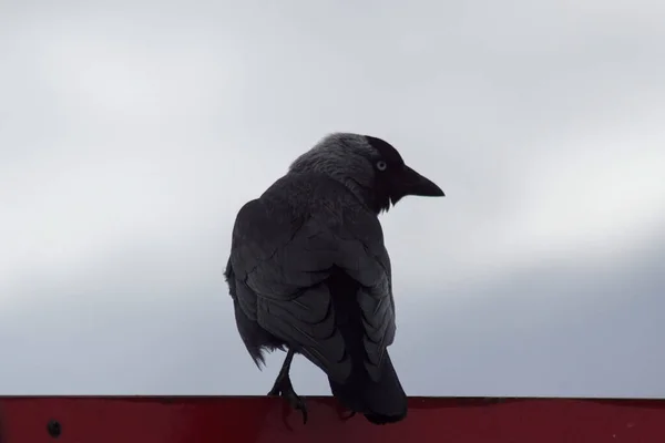 Tiefansicht Eines Vogels Der Auf Einem Dach Gegen Den Himmel — Stockfoto