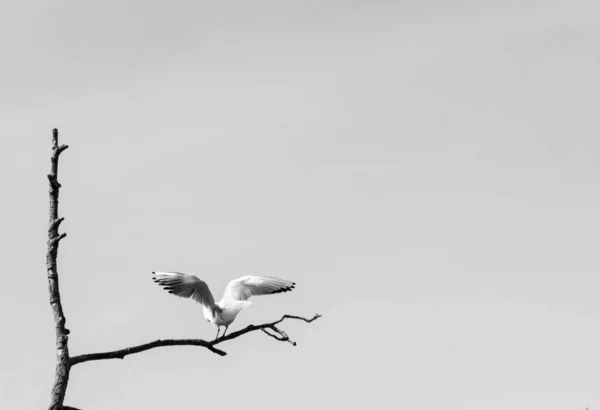 Vue Angle Bas Des Oiseaux Perchés Sur Une Branche Contre — Photo