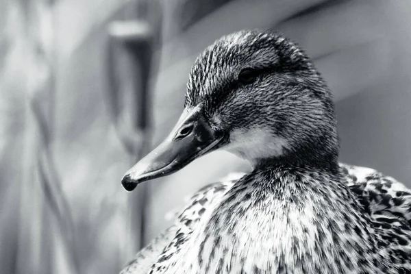 Close Mallard Duck Black White — Stock Photo, Image