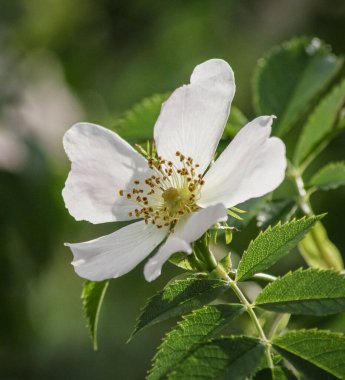Beyaz bir çiçeğe yakın çekim