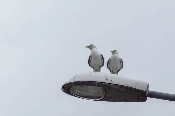 Kuşların Gökyüzüne Karşı Sokak Lambasına Tünediği Düşük Açı — Stok fotoğraf