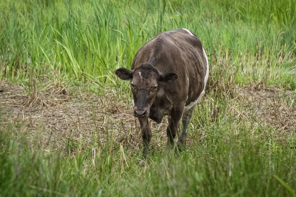 奶牛在田里吃草的高角图 — 图库照片