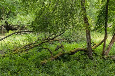 Yaz boyunca ormandaki ağaçların manzarası 