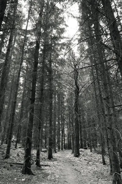 Χαμηλή Οπτική Γωνία Των Δέντρων Ένα Δάσος — Φωτογραφία Αρχείου