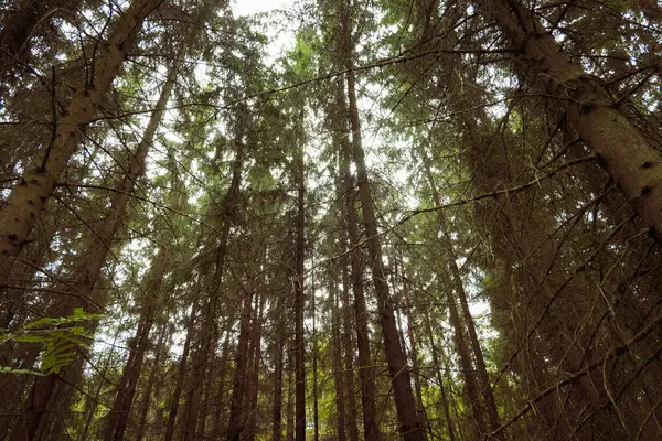 Χαμηλή Γωνία Προβολής Των Δέντρων Στο Δάσος — Φωτογραφία Αρχείου
