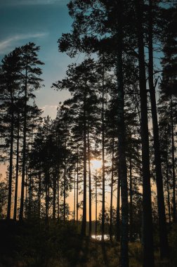 Gün batımında ormandaki siluet ağaçları gökyüzüne karşı