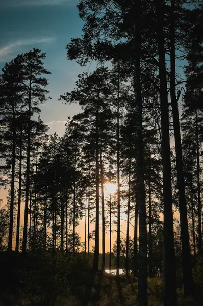 Sziluettfák Erdőben Ellen Naplementekor — Stock Fotó