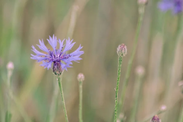 Close Purple Flowering Plant Field — Foto de Stock