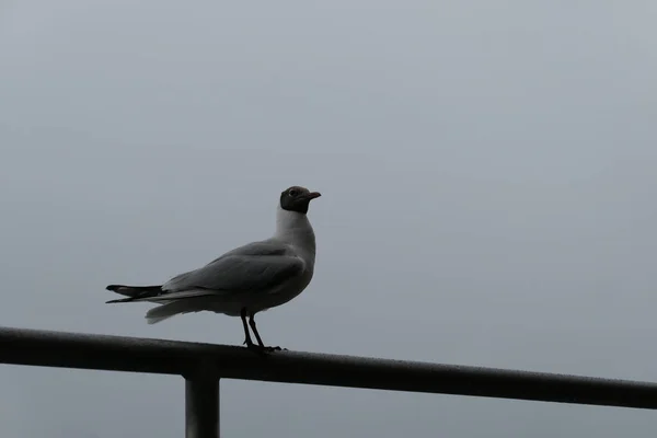 Low Angle View Seagull Perching Railing Sky — Stock Photo, Image