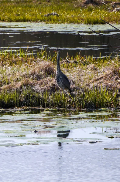 View Heron Perching Wetland — Stock Photo, Image