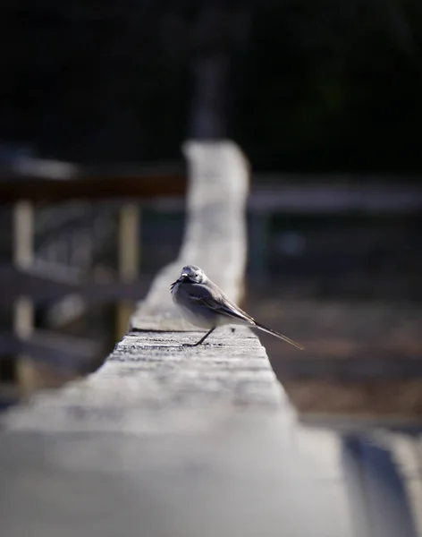 Tahta Korkuluklara Tüneyen Kuşun Yakın Çekimi — Stok fotoğraf