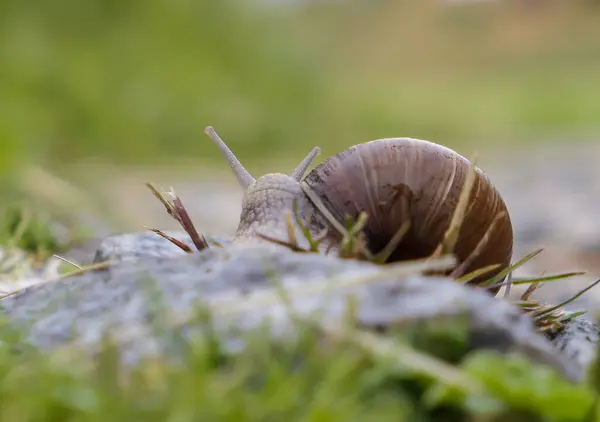 靠近地面上的蜗牛 — 图库照片