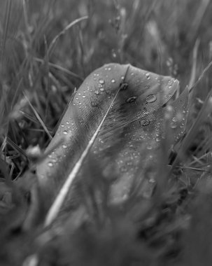 Siyah beyaz ıslak bir tüye yaklaş. 