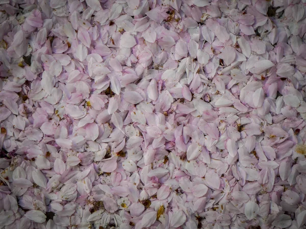地面に紫色の花の花びらの完全なフレームショット — ストック写真