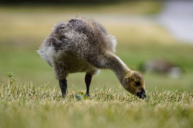 Bir tarlada ot yiyen genç bir kaz 