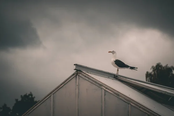 Niedriger Blickwinkel Auf Möwe Die Auf Dach Gegen Himmel Hockt — Stockfoto