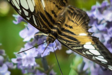 Close-up of butterfly pollinating on purple flower