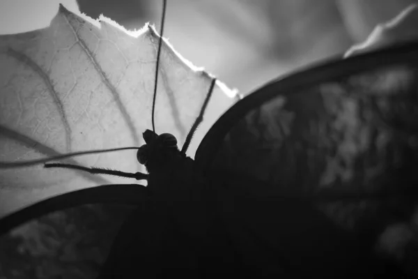 siyah beyaz bir kelebek yakın çekim 