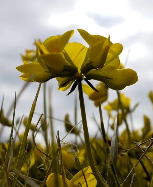 Close Yellow Flower — Stock Photo, Image
