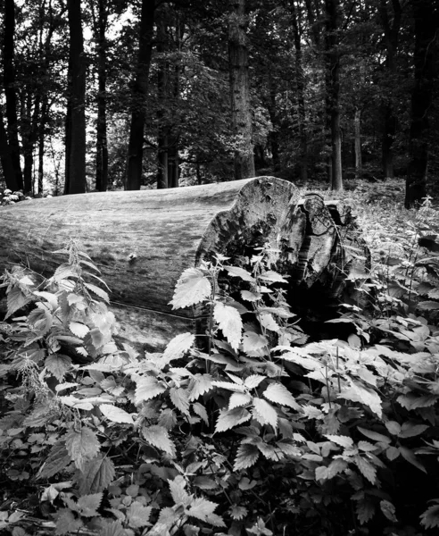 Toco Árvore Chão Preto Branco — Fotografia de Stock