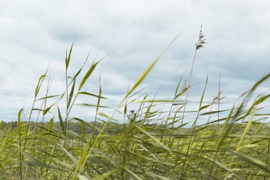 Gökyüzüne karşı çimlere yakın çekim