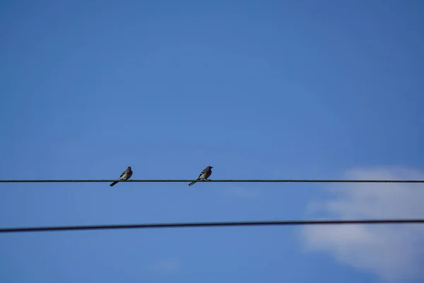 Άποψη Χαμηλής Γωνίας Των Πτηνών Που Σκαρφαλώνουν Στο Καλώδιο Ενάντια — Φωτογραφία Αρχείου