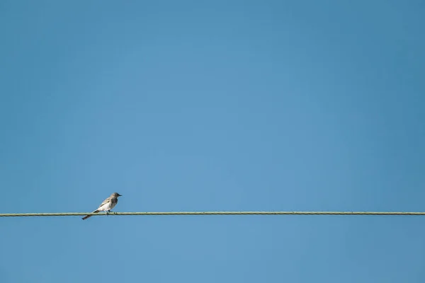 Kuşun Açık Mavi Gökyüzüne Karşı Kabloya Tünediği Düşük Açılı Görüntü — Stok fotoğraf