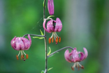 Pembe çiçekli bitkinin yakın plan görüntüsü bulanık arka plan 