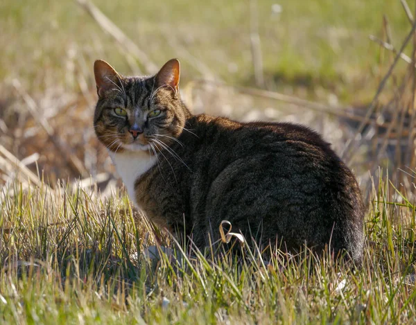 Porträt Einer Katze Die Gras Freien Sitzt — Stockfoto