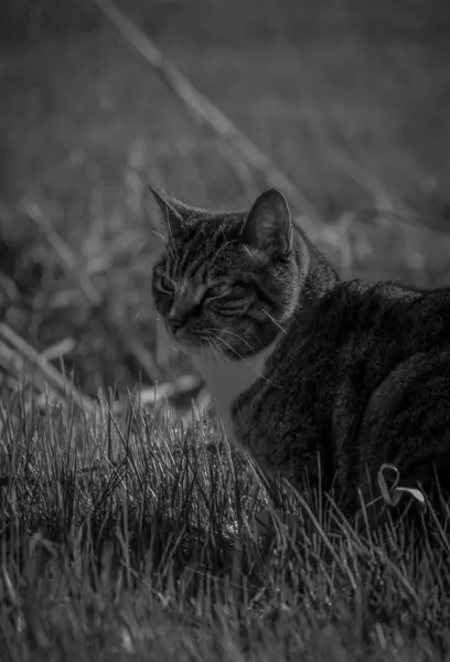 屋外の芝生に座っている猫の肖像画 — ストック写真